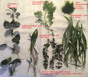 Продаются аквариумные растения.