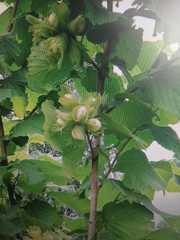 саженцы  лесного ореха (Фундук)